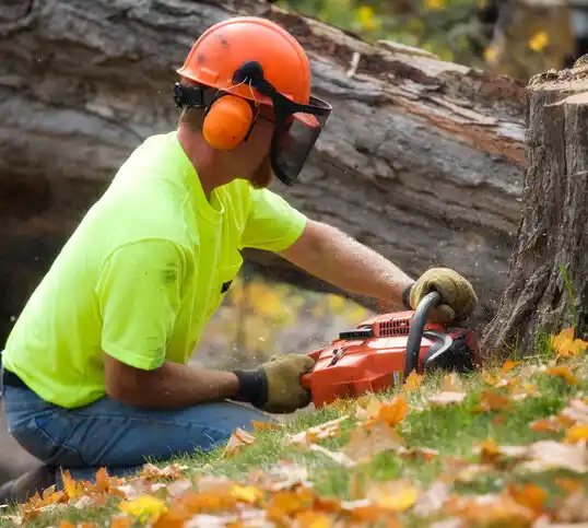 tree services Avenel